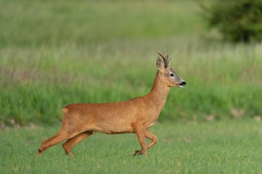 Ormandaki çayırda kırmızı yumurta geyiği, bahar zamanı.