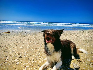 Neşeli bir köpek sahildeki dalgalara neşeyle sıçrar, tasasız eğlencenin özünü yakalar ve deniz kenarında güneşli bir günün neşesini yakalar..