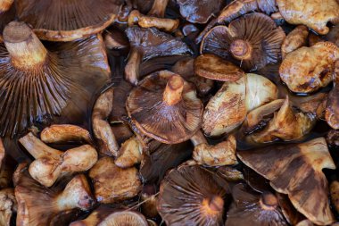 Orman mantarları, kahverengi arka plan, mantar toplama.