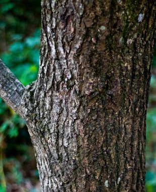 Ağaç kabuğuna yakın.