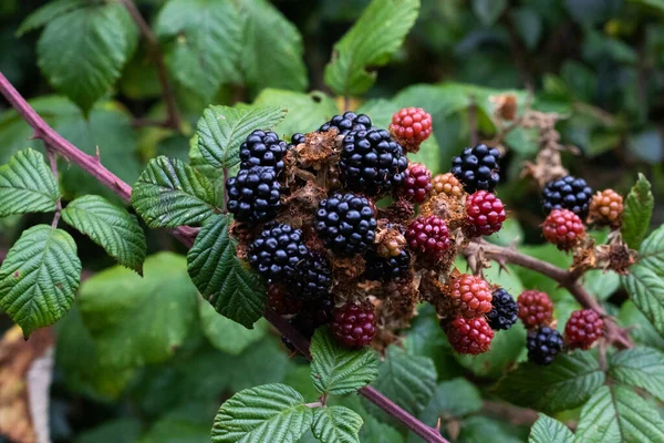 Blackberry Cluster Showing Blackberries Different Stages Development — Stock Photo, Image