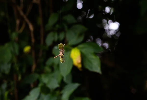 挂在丝线上 一个挂在蜘蛛网上的枯萎的花头 — 图库照片