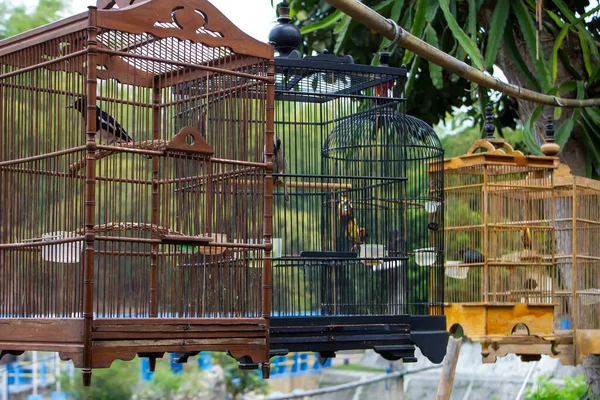 Kinds of birds in a cage