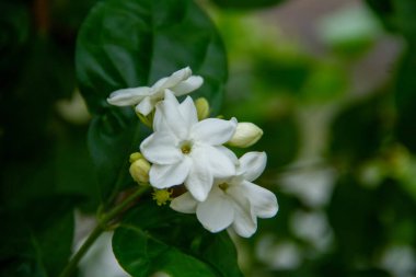 Yasemin, yıllarca yaşayan ereksiyon sapları olan bir çalılık şeklindeki süs çiçeği bitkisidir. Jasmine, zeytin familyasından bir çalılık ve sarmaşık cinsidir..