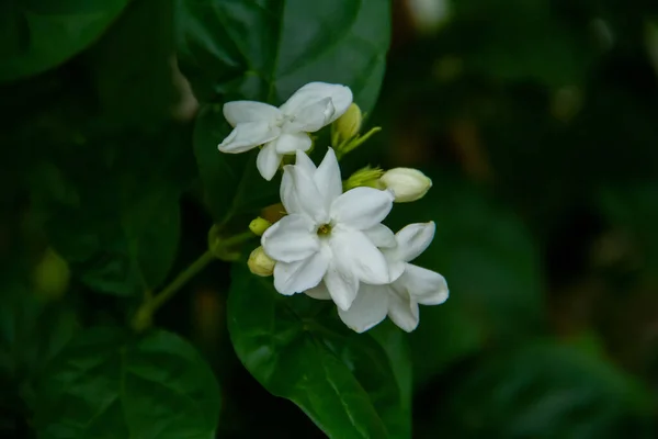 Jasmine is an ornamental flower plant in the form of a shrub with erect stems that lives for years. Jasmine is a genus of shrubs and vines in the olive family.