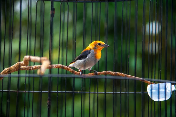 stock image Portrait of a bird in a cage or cage.