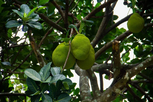 Jackfruit is the name of a type of tree, as well as its fruit. Jackfruit trees belong to the Moraceae family; Its scientific name is Artocarpus heterophyllus.
