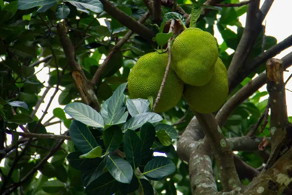 Jackfruit is the name of a type of tree, as well as its fruit. Jackfruit trees belong to the Moraceae family; Its scientific name is Artocarpus heterophyllus.