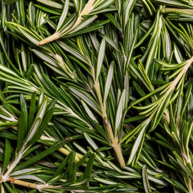 photo of rosemary from above. pattern texture background.  clipart