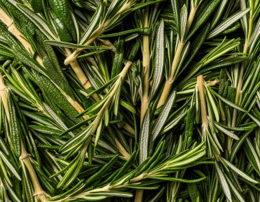 photo of rosemary from above. pattern texture background.  clipart