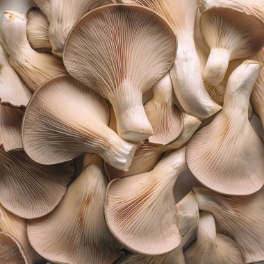 Bir sürü taze organik beyaz pleurotus ostreatusmantar.