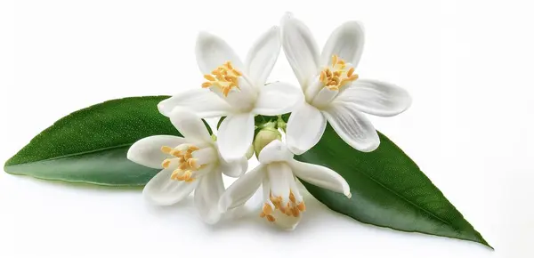 stock image Orange tree flowers bunch closeup isolated on white. Neroli blossom. White citrus tree bloom