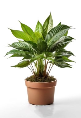 chamadorea plant in a pot isolated on white background clipart