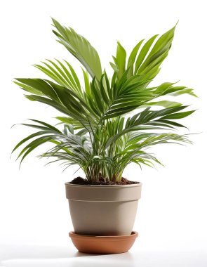 chamadorea plant in a pot isolated on white background clipart