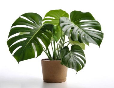 Monstera deliciosa plant in a pot isolated on white background