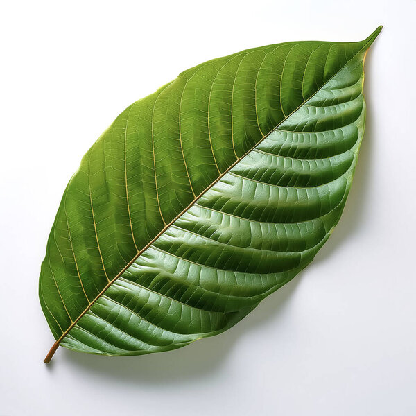 Feuille Cacao Verte Isolée Sur Blanc — Photo