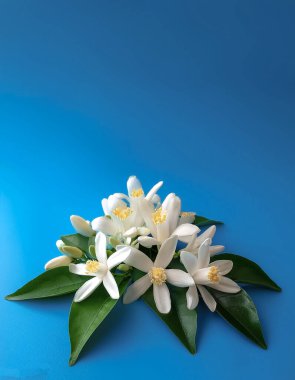 A Neroli blossom. White citrus tree bloom isolated clipart