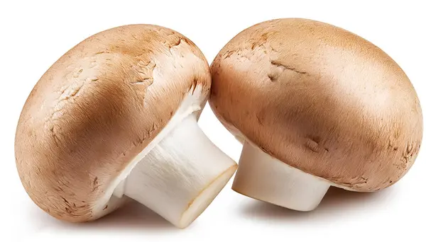 stock image champignon, mushroom, isolated on white background