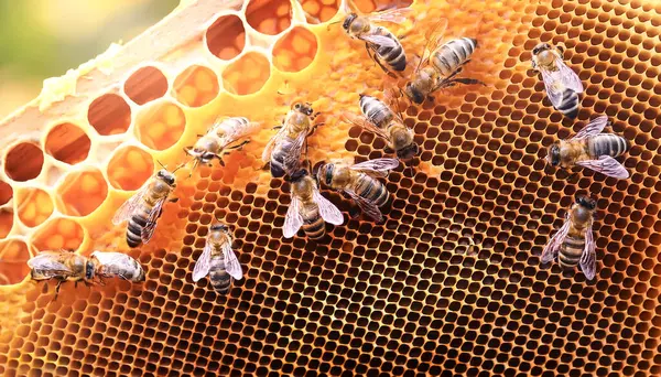 stock image Close up view of the working bees on honey cells