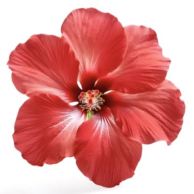 Hibiscus çiçeği. Beyaz arkaplanda hibiscus karşıt