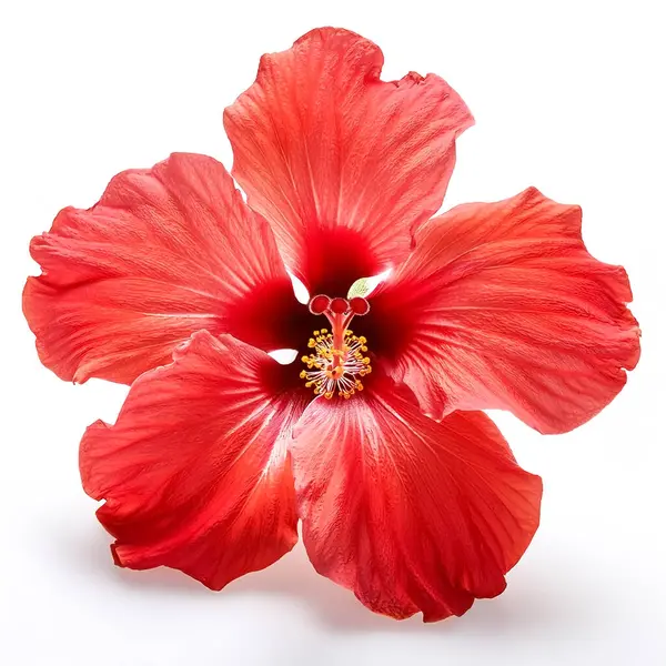 Hibiscus çiçeği. Beyaz arkaplanda hibiscus karşıt