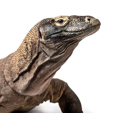 Yetişkin Komodo ejderhası beyaz arka planda izole edildi