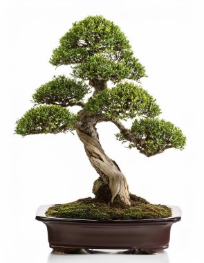 Bonsai ağacı beyaz arkaplanda izole edilmiş.