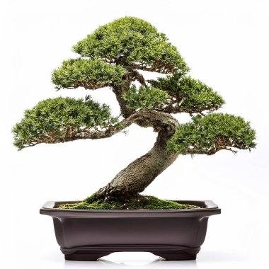 Bonsai ağacı beyaz arkaplanda izole edilmiş.