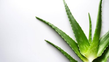 Yan konumdaki Aloe vera deseni metin için kopyalama alanı sağlar. arkaplan kavramı