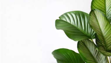 Philodendron bitki deseni yan konumda metin için kopyalama alanı sağlar. arkaplan kavramı