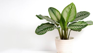 Calathea ornata yaprakları veya ince çizgili Calathea, beyaz tenceredeki tropikal yapraklar yazı için metin alanı sağlar. arkaplan kavramı