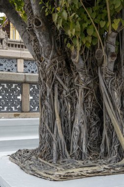 Bodhi Tree at the Grand Palace in Bangkok, Thailand.