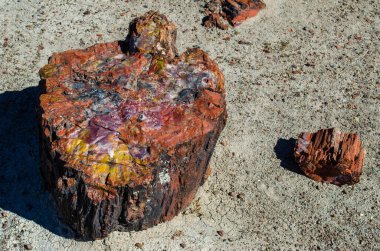 Boyalı çöl ve taşlaşmış orman Milli Parkı, Arizona, ABD taşlaşmış günlükleri.