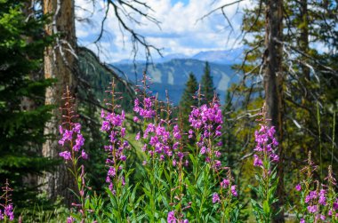 Purple Fireweed Wildflowers in front of ski trails during the summer, Vail, CO, USA. clipart