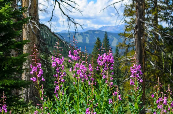 Yaz boyunca kayak pistlerinin önünde mor yaban otları, Vail, CO, ABD.