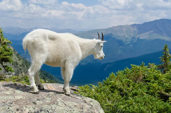 Una Cabra Montaña Las Montañas Rocosas Breckenridge —  Fotos de Stock