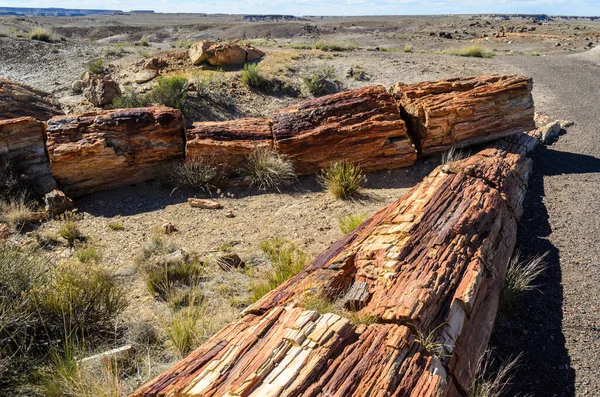 stock image Petrified logs in the Painted desert and Petrified Forest National Park, Arizona, USA.