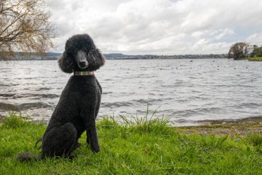 Yeni Zelanda 'daki Taupo Gölü' nün yanındaki çimlerde oturan standart siyah kaniş..