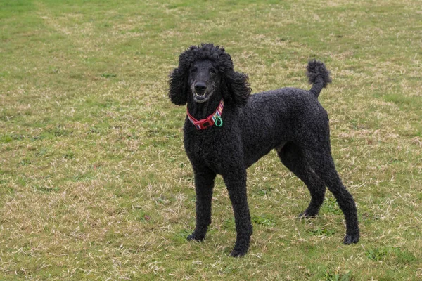 Black standard poodle standing in the grass smiling.