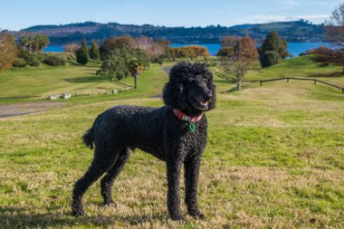 Secombe Park, Taupo, Yeni Zelanda 'da çimlerin üzerinde duran siyah standart kaniş..