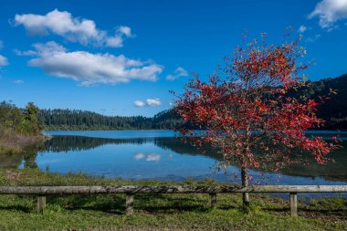 Rotorua, Yeni Zelanda 'daki Mavi Göl' ün yapraklarını okuyan bir ağaç..