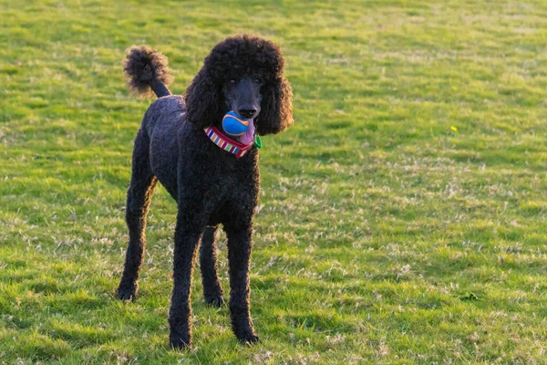 Black standard poodle standing in the grass with a ball.