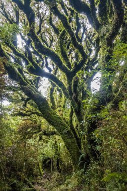 Gerçeküstü peri masalı ürkütücü fantezi ağacı, yosunlarla kaplı..