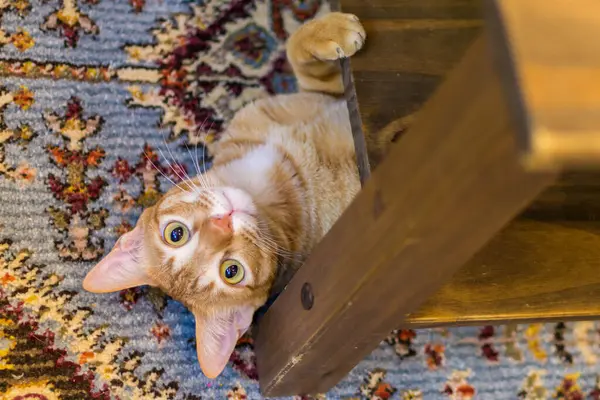 Kafasını masanın altından çıkaran turuncu kedi..