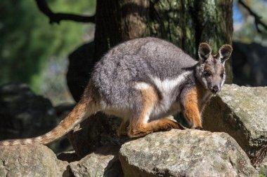 Sarı ayaklı kaya kangurusu bazı kayaların üzerinde duruyor..
