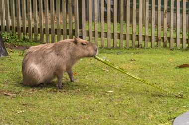 Capybara palmiye dalını yiyor.