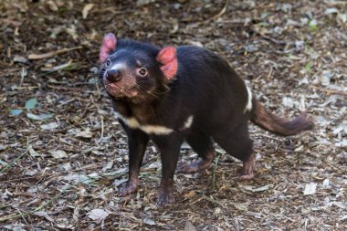 Avustralya 'da açık ormanlık alanda Tazmanya Canavarı.