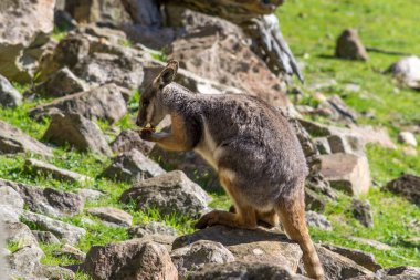 Sarı ayaklı kaya kangurusu Güney Avustralya 'da yiyor..