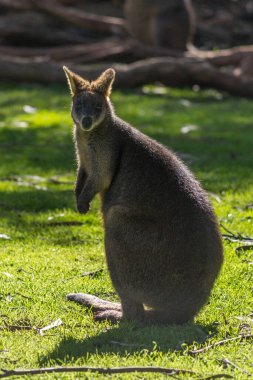 Adelaide, Güney Avustralya 'da çimlerin üzerinde duran bataklık valabisi.