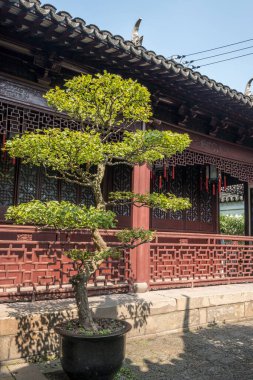 Geleneksel Çin özel bahçesinde budanmış ağaç Yu Yuan, Şangay, Çin.